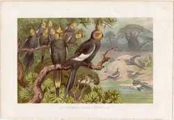 Kakadu, corella, litográfia 1882, színes nyomat, eredeti, Brehm, Thierleben, állat, madár