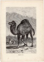 Egypúpú teve, egy színű nyomat 1903, eredeti, magyar, Brehm, Az állatok világa, állat, dromedár