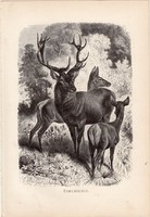 Gímszarvas, egy színű nyomat 1891, német, eredeti, Tierleben, Brehm, állat, emlős, vadászat, szarvas