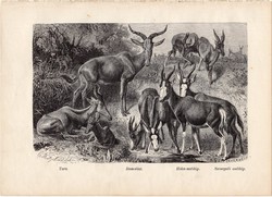 Antilop, egy színű nyomat 1903, eredeti, magyar, Brehm, Az állatok világa, állat, tora, damalisz