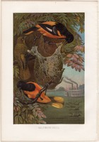 Baltimore madár, litográfia 1882, színes nyomat, eredeti, Brehm, Thierleben, állat, madár, sárgarigó