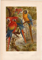 Ara, arara, litográfia 1882, színes nyomat, eredeti, Brehm, Thierleben, állat, madár, papagáj