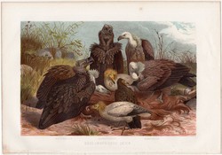 Dögkeselyű, litográfia 1882, színes nyomat, eredeti, Brehm, Thierleben, állat, madár, keselyű, dél
