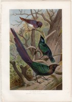 Seregélyek, litográfia 1882, színes nyomat, eredeti, Brehm, Thierleben, állat, madár, seregély, toll