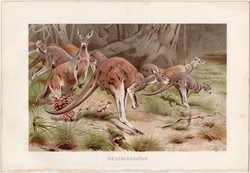 Óriáskenguru, litográfia 1891, színes nyomat, eredeti, Brehm, Tierleben, állat, kenguru, Ausztrália