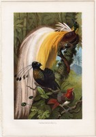 Paradicsommadár, litográfia 1882, színes nyomat, eredeti, Brehm, Thierleben, állat, madár, egzotikus