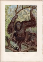 Orangután, litográfia 1883, színes nyomat, eredeti, Brehm, Thierleben, állat, emlős, majom, Ázsia