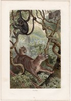 Puma, litográfia 1883, színes nyomat, eredeti, Brehm, Thierleben, állat, ragadozó, emlős, Amerika