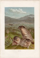 Bobak, litográfia 1883, színes nyomat, eredeti, Brehm, Thierleben, állat, rágcsáló, pusztai mormota