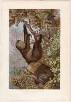 Kétujjú lajhár, litográfia 1883, színes nyomat, eredeti, Brehm, Thierleben, állat, emlős, choloepus