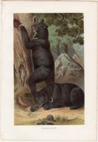 Örvös medve, litográfia 1883, színes nyomat, eredeti, Brehm, Thierleben, állat, ragadozó, Ázsia