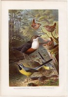 Hegyi billegető, ökörszem, litográfia 1882, színes nyomat, eredeti, Brehm, Thierleben, állat, madár