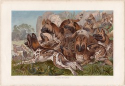 Afrikai vadkutya, litográfia 1883, színes nyomat, eredeti, Brehm, Thierleben, állat, hiénakutya