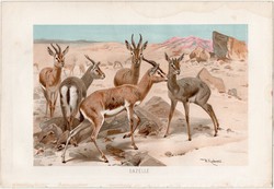Gazella, litográfia 1891, színes nyomat, eredeti, Brehm, Tierleben, állat, párosujjú, Afrika