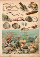 Folyami rák, osztriga, rák, pióca, korall, litográfia 1880, eredeti, 24 x 34 cm, nagy méret, állat