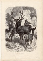 Gímszarvas, egy színű nyomat 1903 (2), eredeti, magyar, Brehm, Az állatok világa, állat, szarvas