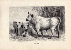 Skót tulok, egy színű nyomat 1903 (2), eredeti, magyar, Brehm, Az állatok világa, állat, párosujjú