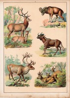 Szarvas, őz, gnú, rénszarvas, gímszarvas, litográfia 1880, eredeti, 24 x 34 cm, nagy méret, állat