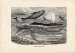 Hosszúszárnyú bálna, egy színű nyomat 1903 (2), eredeti, magyar, Brehm, Az állatok világa, állat,