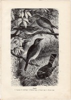 Rigók, egy színű nyomat 1903 (2), eredeti, magyar, Brehm, Az állatok világa, állat, madár, rigó