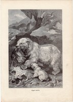 Jeges medve, egy színű nyomat 1903 (2), eredeti, magyar, Brehm, Az állatok világa, állat, ragadozó