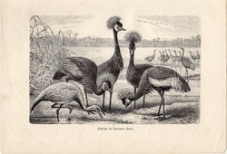 Koronás daru, egy színű nyomat 1907 (2), eredeti, magyar, Brehm, Az állatok világa, állat, madár