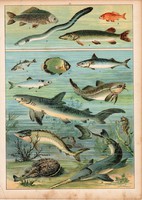 Hal, angolna, tok, ponty, kárász, hering, litográfia 1880, eredeti, 24 x 34 cm, nagy méret, állat
