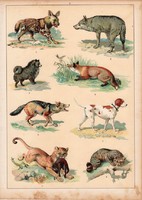 Kutya, farkas, róka, kopó, hiéna, litográfia 1880, eredeti, 24 x 34 cm, nagy méret, állat, atlasz