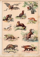 Denevér, hermelin, mongúz, nyest, menyét, litográfia 1880, eredeti, 24 x 34 cm, nagy méret, állat