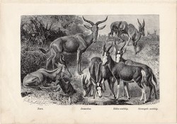 Antilop, egy színű nyomat 1907 (2), eredeti, magyar, Brehm, Az állatok világa, állat, damalisz, tora