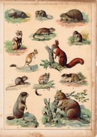 Mókus, mormota, pocok, hód, hörcsög, sün, litográfia 1880, eredeti, 24 x 34 cm, nagy méret, állat