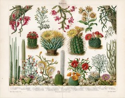 Kaktuszok, színes nyomat 1906, német, litográfia, eredeti, növény, virág, kaktusz, tunakaktusz