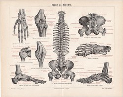 Ínszalagok, litográfia 1894, német, színes nyomat, anatómia, gyógyászat, ember, ín, szalag, régi