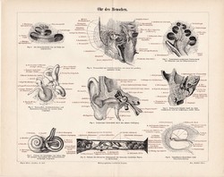 Fül, litográfia 1896, német, színes nyomat, anatómia, gyógyászat, ember, belső fül, hallójárat