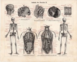 Anatómia I., II., III., litográfia 1898, színes nyomat, eredeti, gyógyászat, izom, német, csontváz