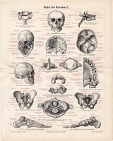 Az ember csontváza II. (2), litográfia 1898, színes, eredeti, anatómia, gyógyászat, csontváz koponya