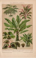 Növények, litográfia 1892, színes nyomat, német nyelvű, Brockhaus, növény, virág, arália, begónia