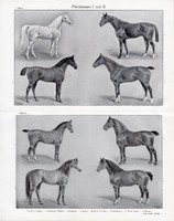 Lófajták, egyszín nyomat 1908, német nyelvű, eredeti,ló, állat, fajta, arab, angol, oldanburgi