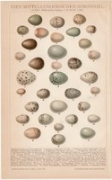 Európai énekesmadár tojások, litográfia 1893, színes nyomat, német, Brockhaus, madár, tojás, pirók