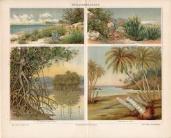 Vízparti növények (3), litográfia 1898, német, eredeti, színes nyomat, növény, virág, tenger, víz