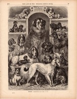 Kutyafajták, metszet 1875, eredeti, német, újság, 22 x 31, fametszet, kutya, agár, bernáthegyi