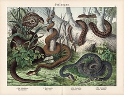 Pápaszemes kobra, vipera, örvös sikló, erdei sikló, litográfia 1920, eredeti, 32 x 41 cm, nagy méret