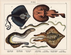Rája, sasrája, ingola, litográfia 1920, eredeti, 32 x 41 cm, nagy méret, hal, tenger, óceán, víz