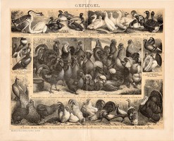 Baromfi (2), litográfia 1893, német, színes nyomat, tyúk, kakas, kacsa, galamb, fácán, liba, madár