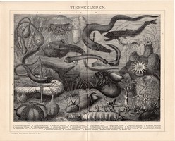 Mélytengeri élővilág, egyszínű nyomat 1894, német, eredeti, Brockhaus, tenger, hal, óceán, állat