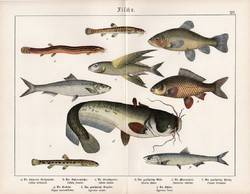 Harcsa, csík, szardella, hering, compó, repülő hal, litográfia 1920, eredeti, 32 x 41 cm, nagy méret