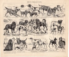 Kutyafajták, egyszínű nyomat 1893, német, eredeti, Brockhaus, kutya, farkaskutya, szetter, állat