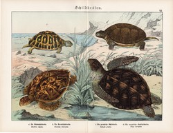 Mocsári teknős, mór teknős, cserepesteknős, litográfia 1920, eredeti, 32 x 41 cm, nagy méret