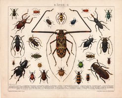 Bogár II., litográfia 1892, színes nyomat, német, Brockhaus, lexikon melléklet, állat, rovar, régi