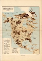 Észak - Amerika állatföldrajzi térkép 1928, magyar nyelvű, 28 x 41 cm, állat, hal, madár, emlős